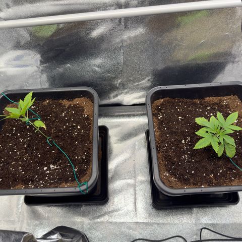 Glookie growlog timeline photo