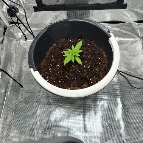 Cocho Auto growlog timeline photo