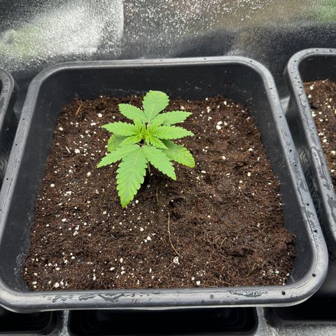AK47 growlog timeline photo