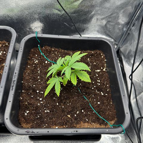 Glookie growlog timeline photo