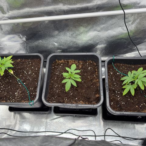 AK47 growlog timeline photo