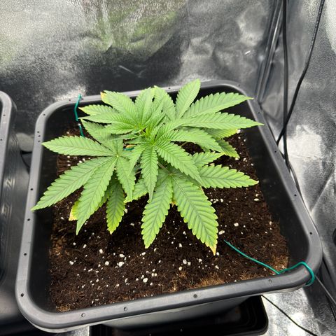 Glookie growlog timeline photo