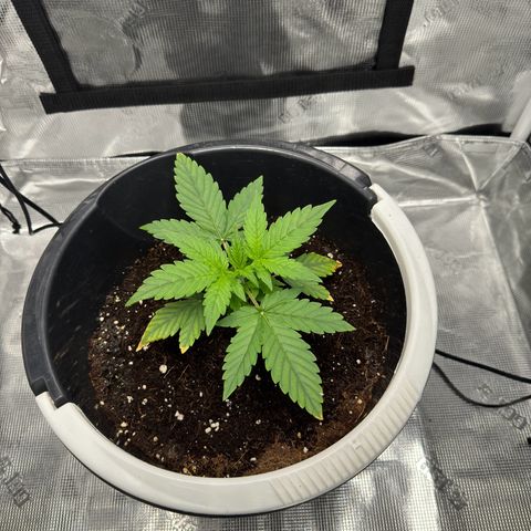 Cocho Auto growlog timeline photo
