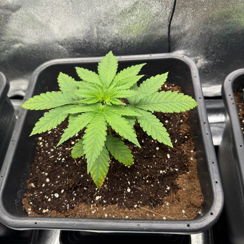 AK47 growlog timeline photo