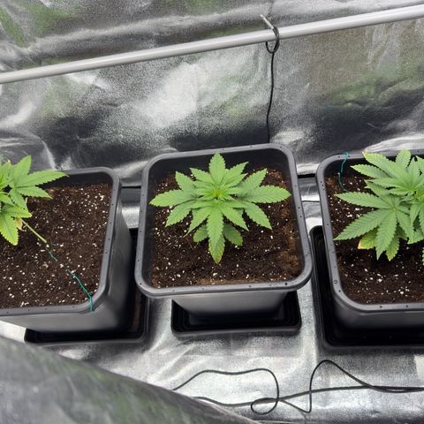 AK47 growlog timeline photo