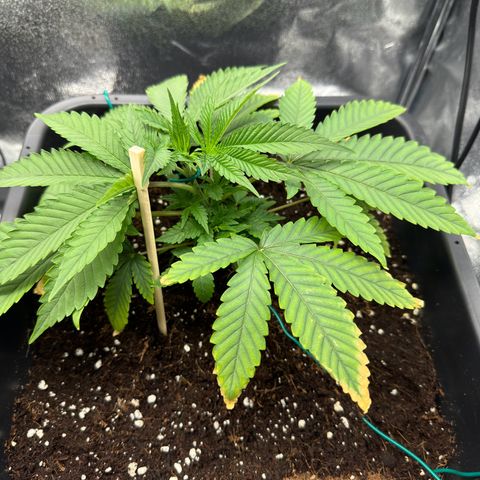 Glookie growlog timeline photo
