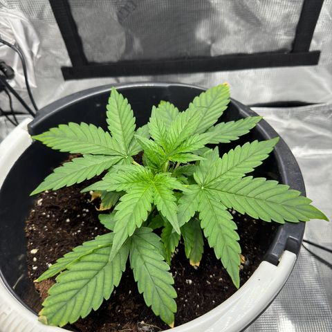 Cocho Auto growlog timeline photo