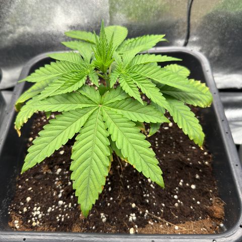 AK47 growlog timeline photo