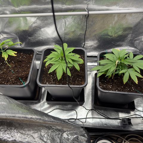 AK47 growlog timeline photo