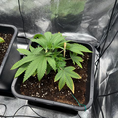 Glookie growlog timeline photo