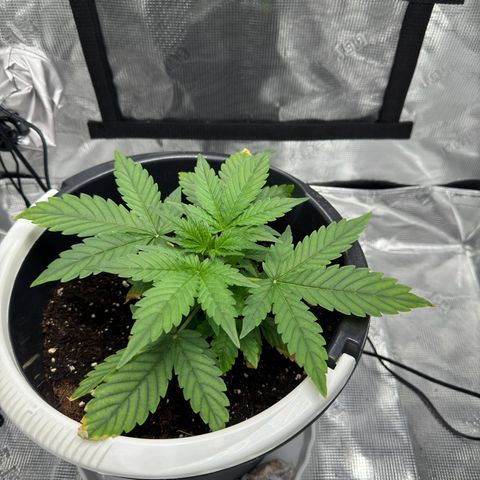 Cocho Auto growlog timeline photo