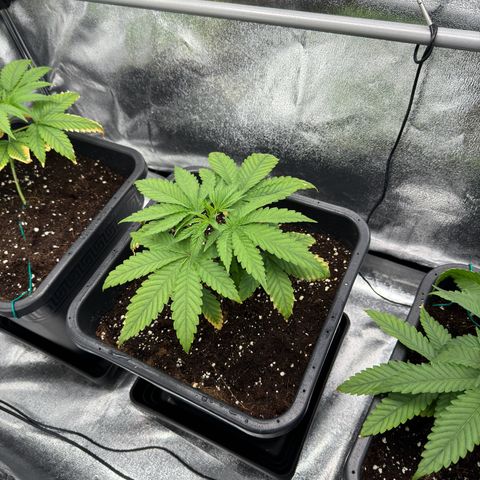 AK47 growlog timeline photo