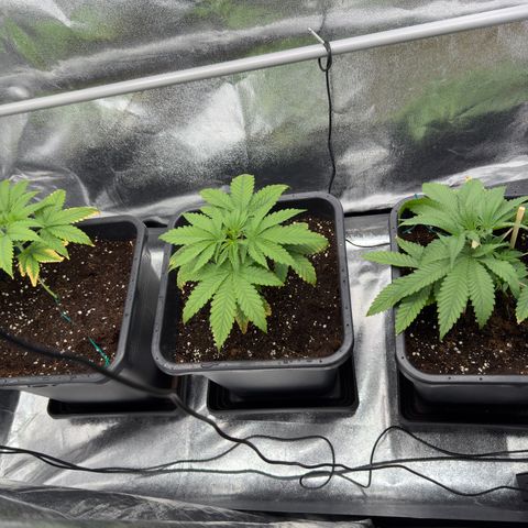 AK47 growlog timeline photo