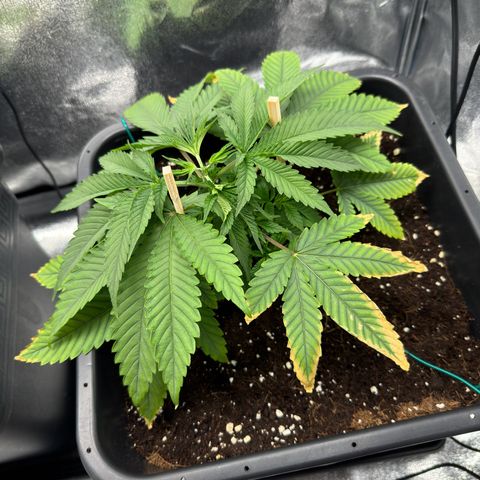 Glookie growlog photo: FIM