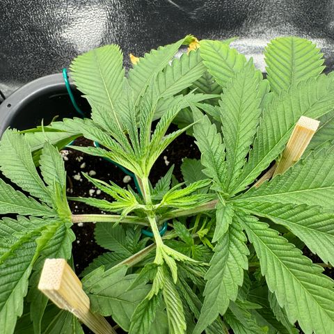 Glookie growlog photo: FIM
