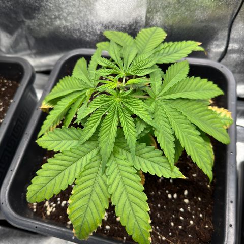 AK47 growlog timeline photo