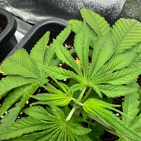 AK47 growlog timeline photo