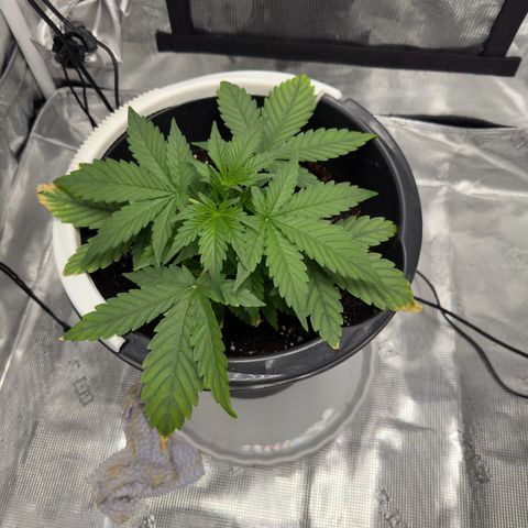 Cocho Auto growlog timeline photo
