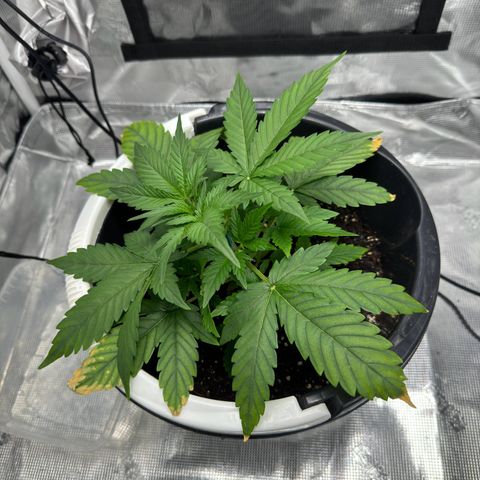 Cocho Auto growlog timeline photo
