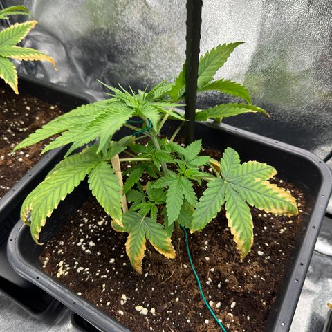 AK47 growlog timeline photo
