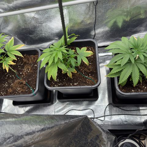 AK47 growlog timeline photo