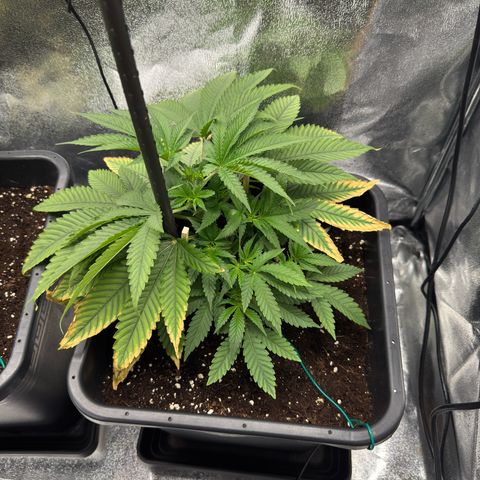 Glookie growlog timeline photo