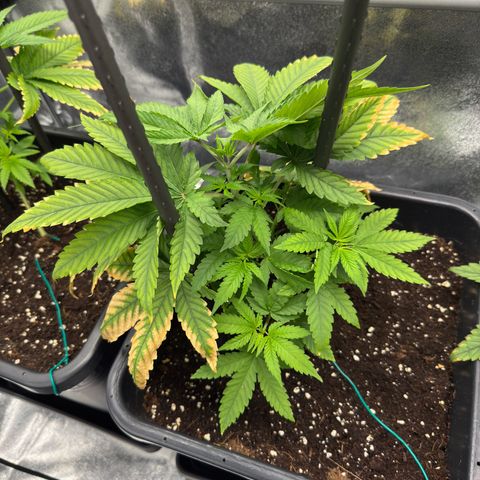 AK47 growlog timeline photo