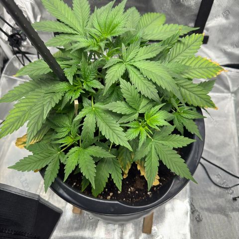 Cocho Auto growlog timeline photo