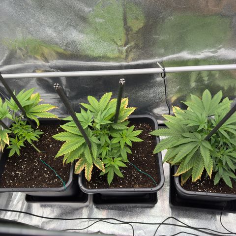AK47 growlog timeline photo