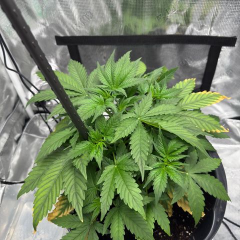 Cocho Auto growlog timeline photo