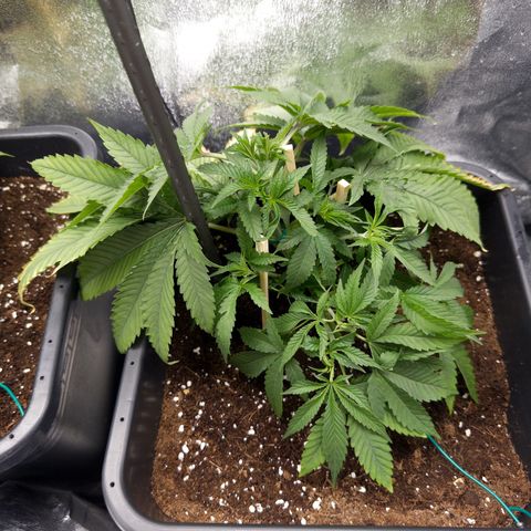 Glookie growlog timeline photo