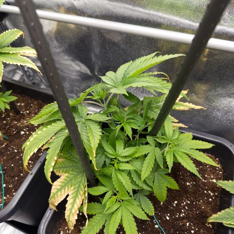 AK47 growlog timeline photo