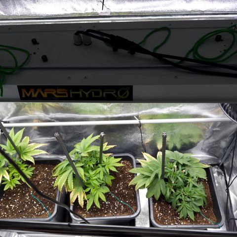 AK47 growlog timeline photo