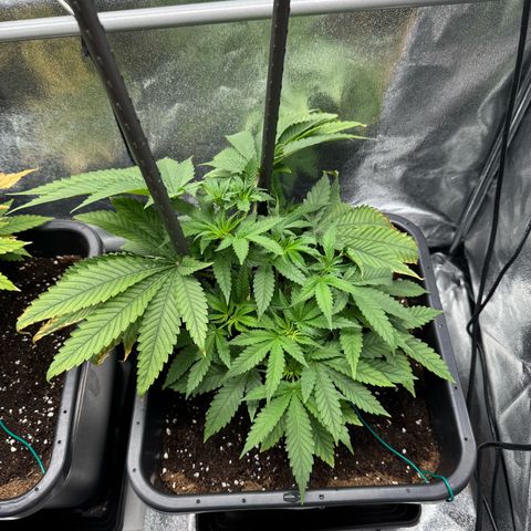 Glookie growlog timeline photo