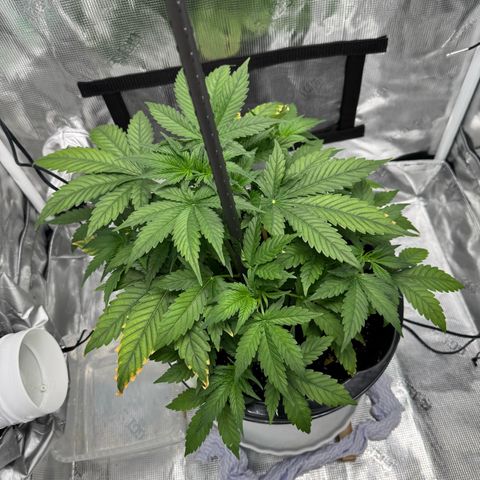 Cocho Auto growlog timeline photo