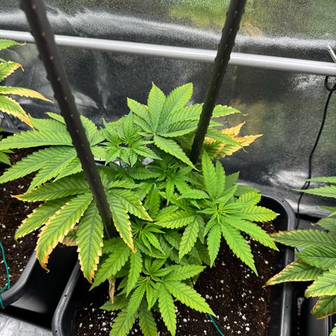 AK47 growlog timeline photo