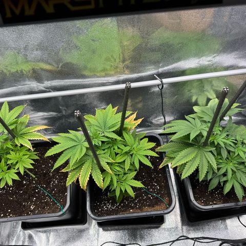 AK47 growlog timeline photo