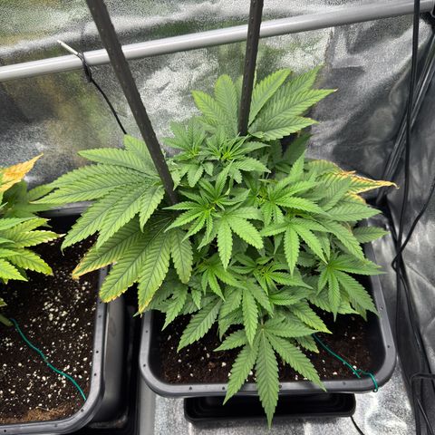 Glookie growlog timeline photo