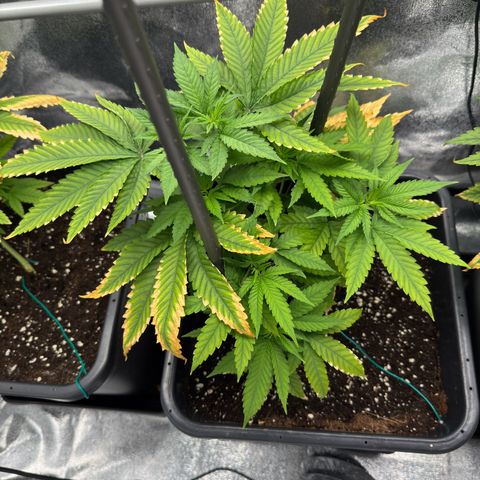 AK47 growlog timeline photo