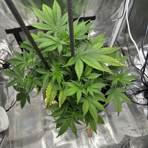 Cocho Auto growlog timeline photo