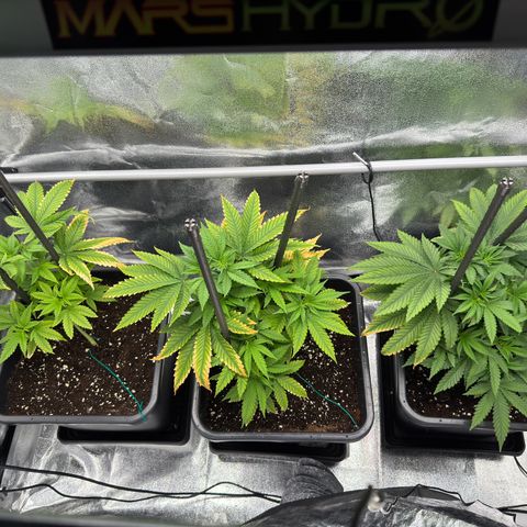 AK47 growlog timeline photo