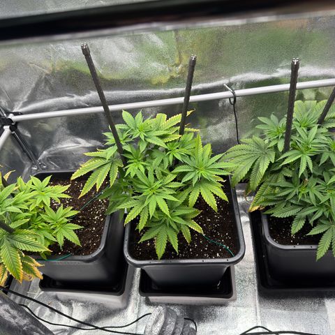 AK47 growlog timeline photo