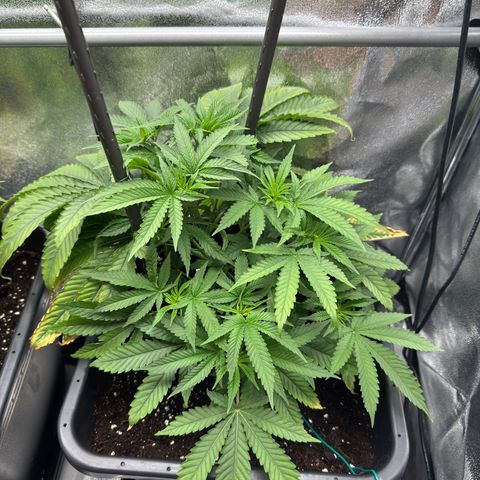 Glookie growlog timeline photo