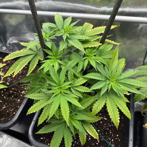 AK47 growlog timeline photo
