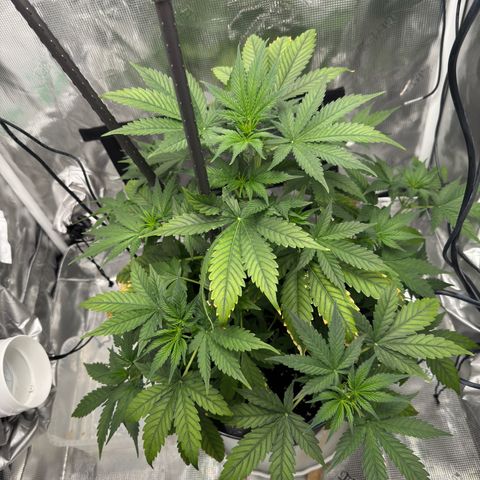 Cocho Auto growlog timeline photo