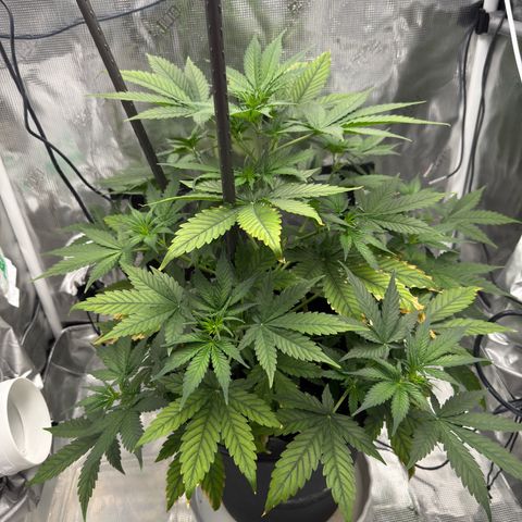 Cocho Auto growlog timeline photo