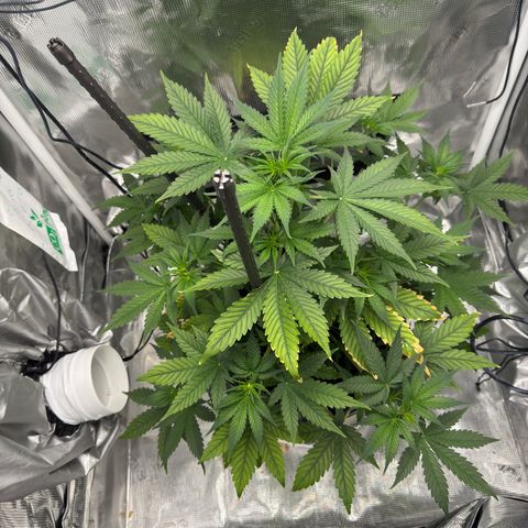 Cocho Auto growlog timeline photo