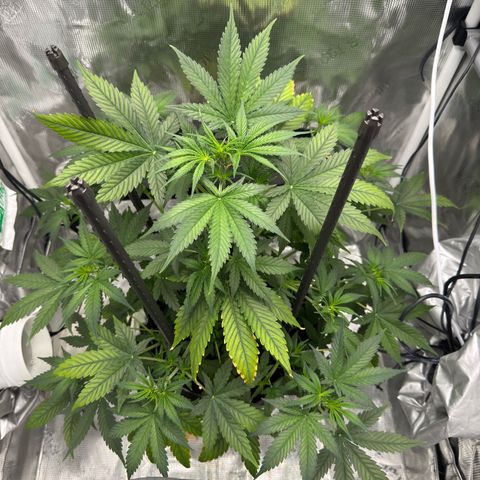 Cocho Auto growlog timeline photo