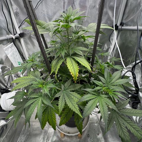 Cocho Auto growlog timeline photo