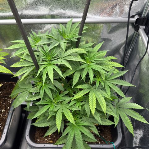 Glookie growlog timeline photo